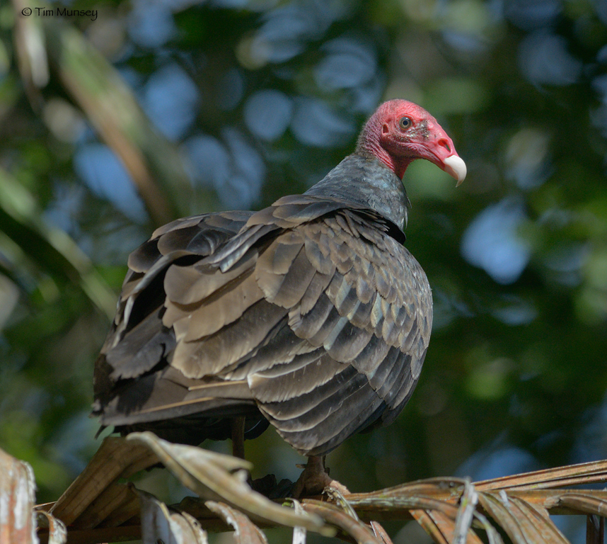 Turkey Vulture